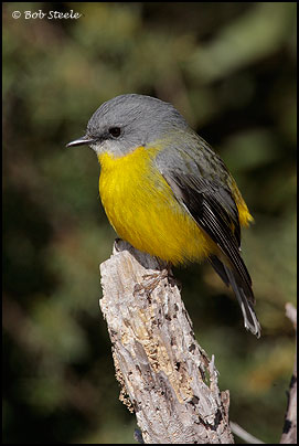 Eastern Yellow Robin (Eopsaltria australis)
