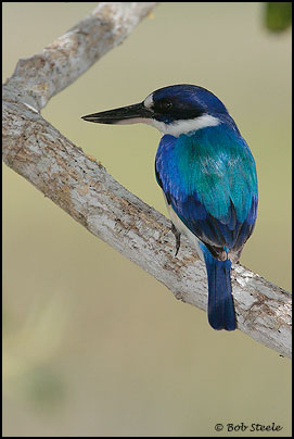 Forest Kingfisher (Todiramphus macleayii)