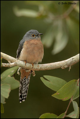 Fan-tailed Cuckoo (Cacomantis flabelliformis)