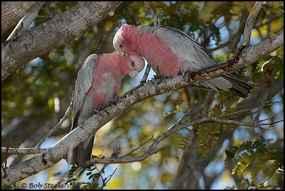 Galah (Eolophus roseicapilla)