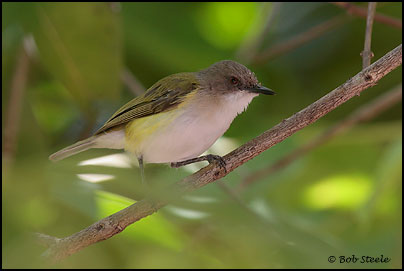 Green-backed Gerygone (Gerygone chloronota)