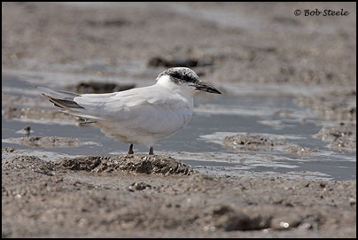 Gull-billed Tern (Sterna nilotica)