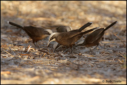 Grey-crowned Babbler (Pomatostomus temporalis)