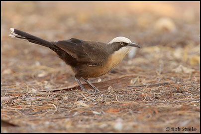 Grey-crowned Babbler (Pomatostomus temporalis)