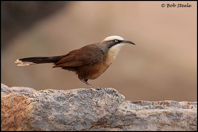 Grey-crowned Babbler (Pomatostomus temporalis)