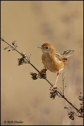 Golden-headed Cisticola (Cisticola exilis)