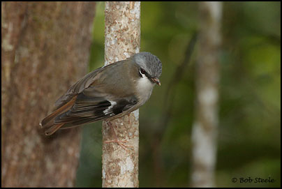 Grey-headed Robin (Heteromyias albispecularis)