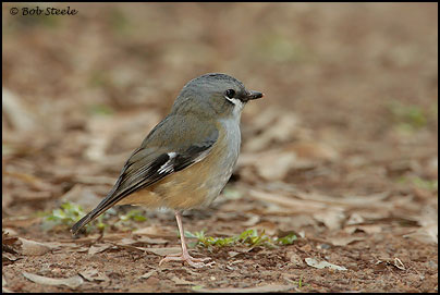 Grey-headed Robin (Heteromyias albispecularis)