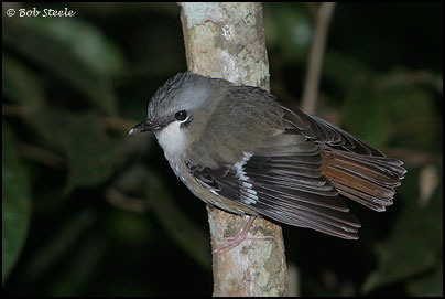 Grey-headed Robin (Heteromyias albispecularis)