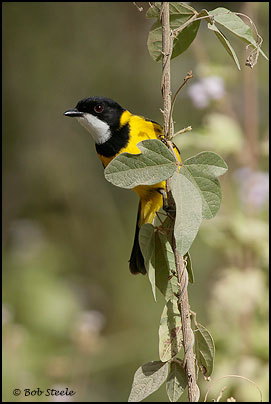 Golden Whistler (Pachycephala pectoralis)