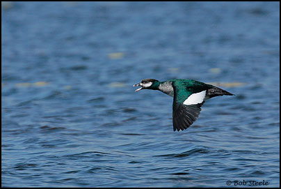 Green Pygmy-goose (Nettapus pulchellus)
