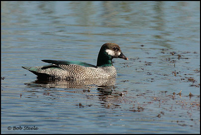 Green Pygmy-goose (Nettapus pulchellus)
