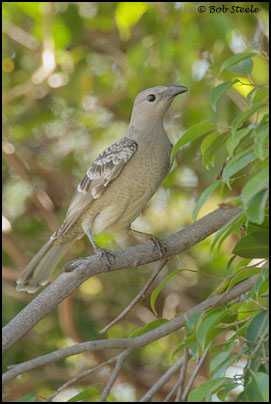 Great Bowerbird (Chlamydera nuchalis)