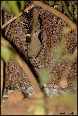 Great Bowerbird (Chlamydera nuchalis)