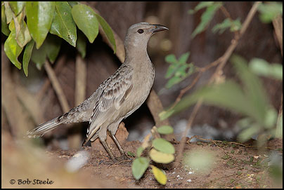 Great Bowerbird (Chlamydera nuchalis)
