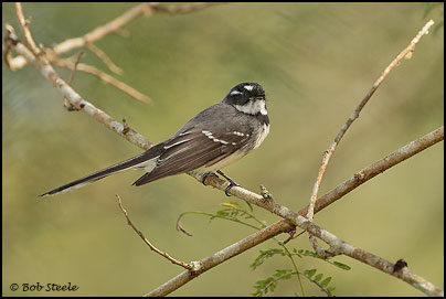 Grey Fantail (Rhipidura fuliginosa)