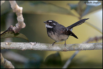 Grey Fantail (Rhipidura fuliginosa)