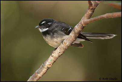 Grey Fantail (Rhipidura fuliginosa)