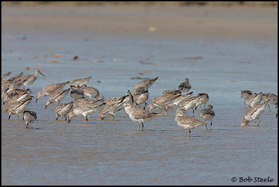 Great Knot (Calidris tenuirostris)