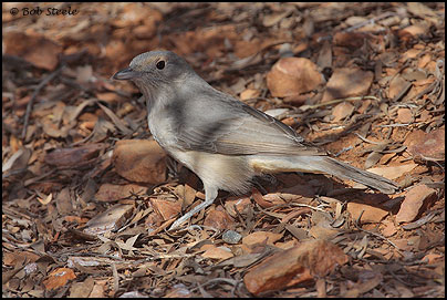 Grey Shrike-thrush (Colluricincla harmonica)
