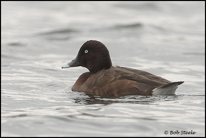 Hardhead (Aythya australis)