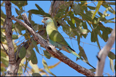 Hooded Parrot (Psephotus dissimilis)