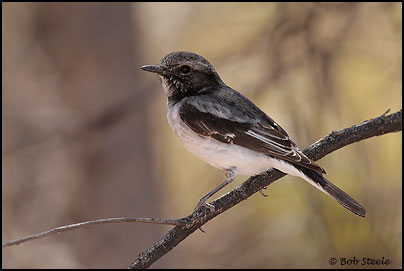 Hooded Robin (Melanodryas cucullata)