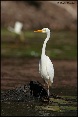 Intermediate Egret (Ardea intermedia)