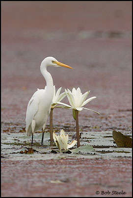Intermediate Egret (Ardea intermedia)