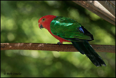 Australian King-Parrot (Alisterus scapularis)