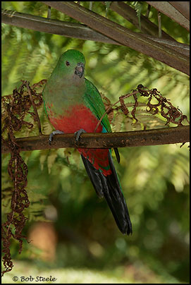 Australian King-Parrot (Alisterus scapularis)