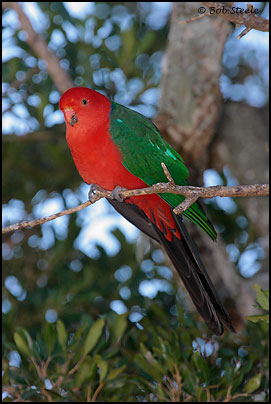 Australian King-Parrot (Alisterus scapularis)