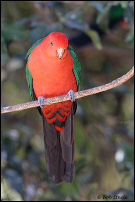 Australian King-Parrot (Alisterus scapularis)