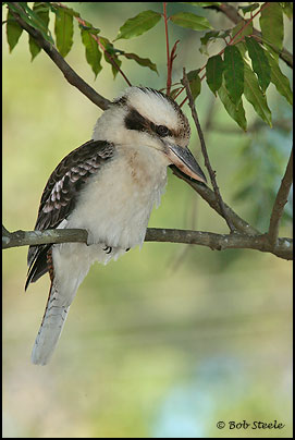 Laughing Kookaburra (Dacelo novaeguineae)