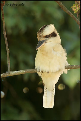 Laughing Kookaburra (Dacelo novaeguineae)