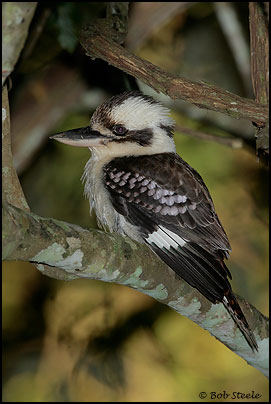 Laughing Kookaburra (Dacelo novaeguineae)