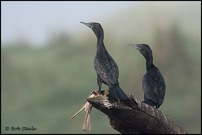 Little Black Cormorant (Phalacrocorax sulcirostris)