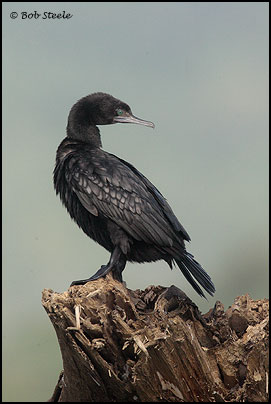 Little Black Cormorant (Phalacrocorax sulcirostris)