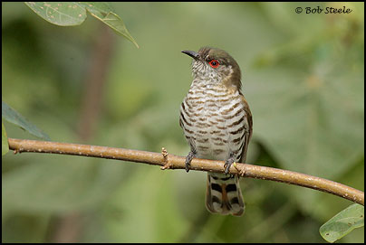 Little Bronze-Cuckoo (Chrysococcyx minutillus)