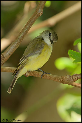 Lemon-bellied Flycatcher (Microeca flavigaster)