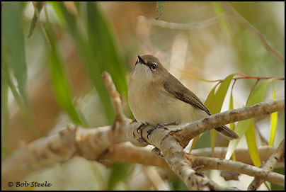 Large-billed Gerygone (Gerygone magnirostris)