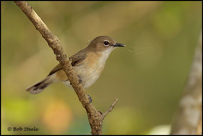 Large-billed Gerygone (Gerygone magnirostris)