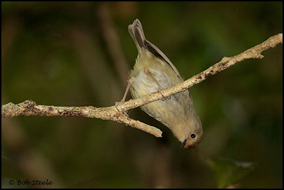 Large-billed Scrubwren (Sericornis magnirostris)