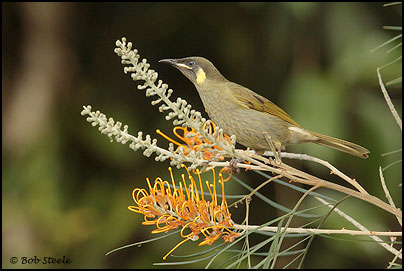 Lewin's Honeyeater (Meliphaga lewinii)