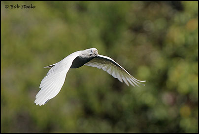 Little Corella (Cacatua sanguinea)
