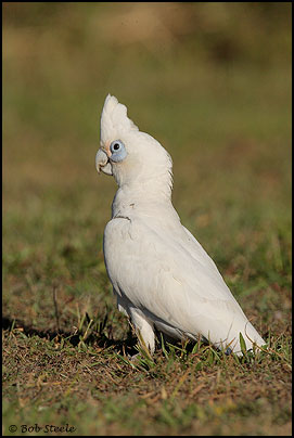 Little Corella (Cacatua sanguinea)
