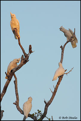Little Corella (Cacatua sanguinea)