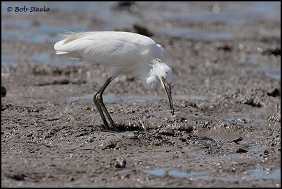 Little Egret (Egretta garzetta)