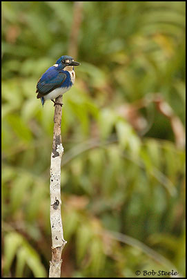 Little Kingfisher (Ceyx pusilla)
