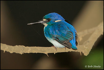 Little Kingfisher (Ceyx pusilla)